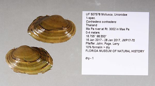 specimen
