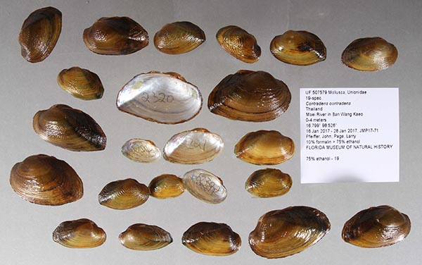 specimen