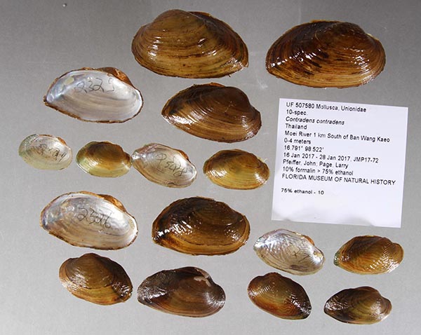 specimen