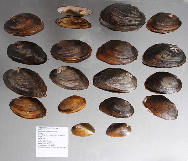 specimen