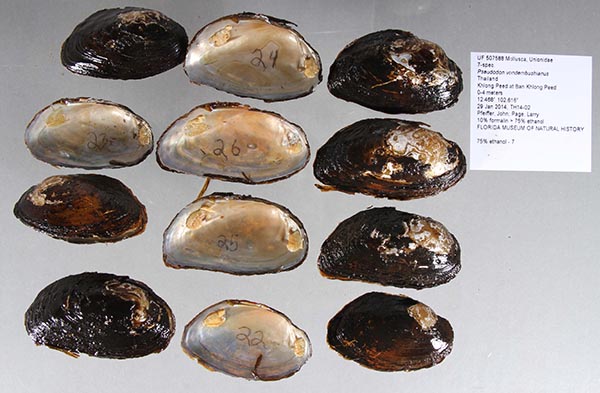 specimen