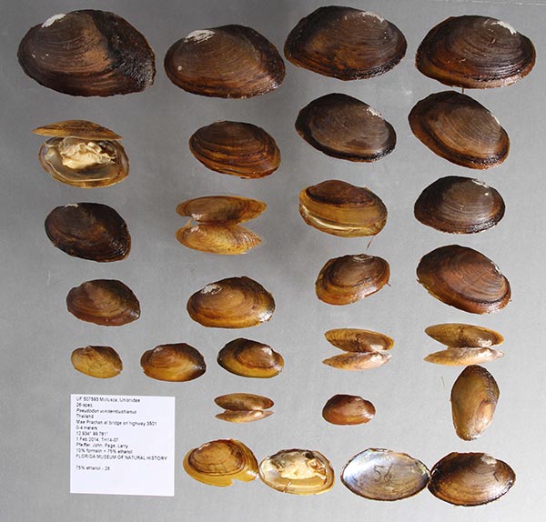 specimen
