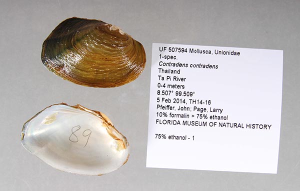 specimen