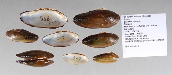 specimen