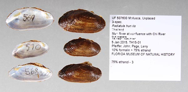 specimen