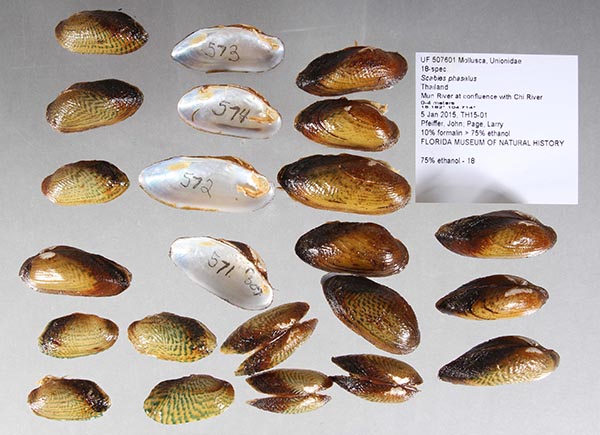 specimen
