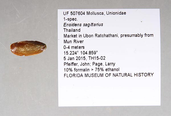 specimen