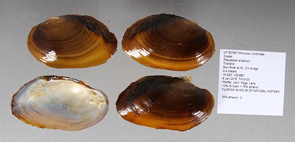 specimen