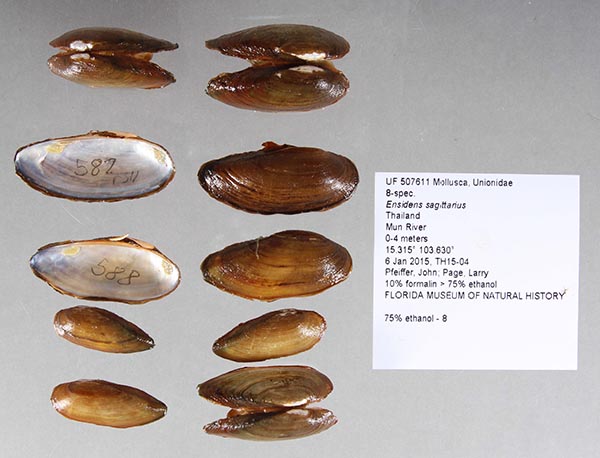 specimen