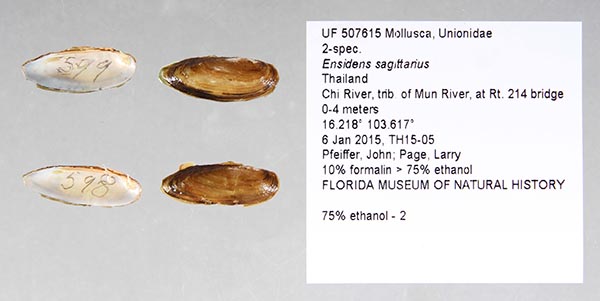 specimen