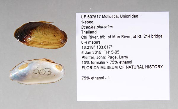 specimen