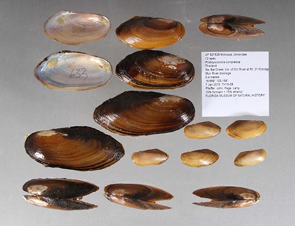 specimen