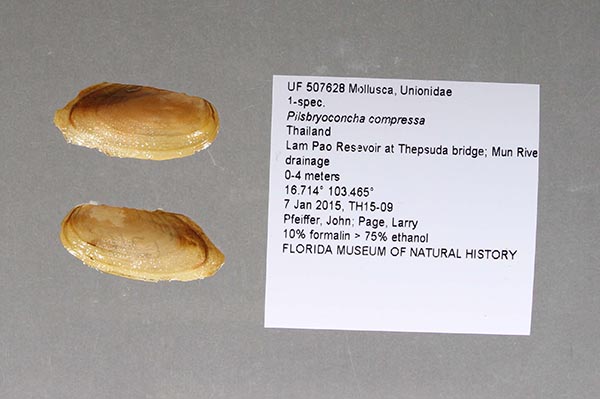 specimen