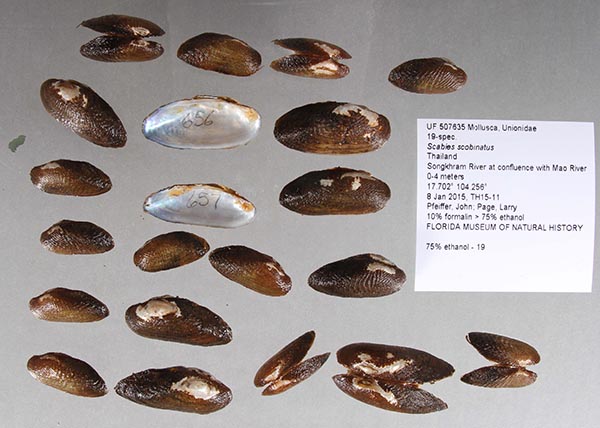 specimen