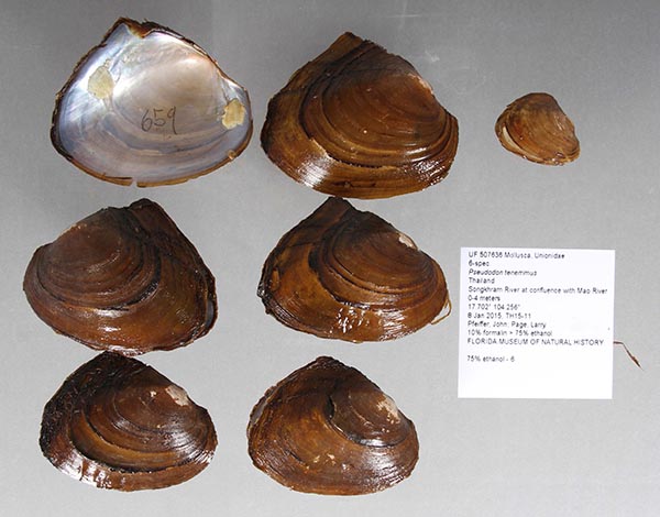 specimen