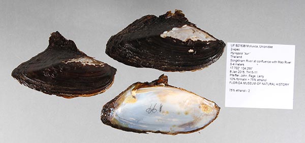 specimen