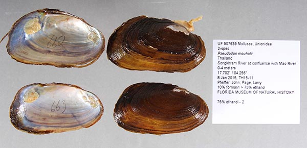 specimen