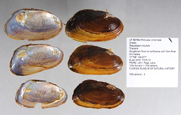 specimen