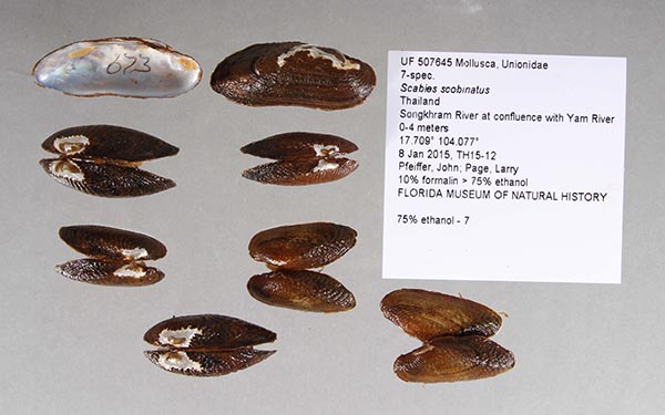 specimen