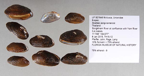 specimen