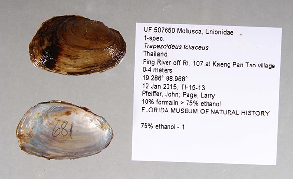 specimen