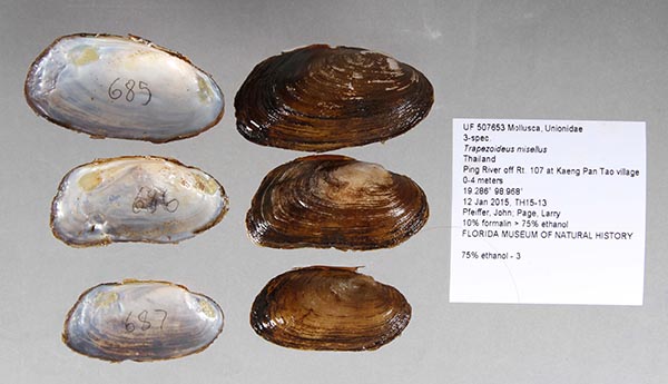 specimen