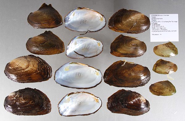 specimen