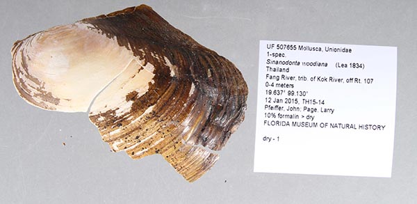 specimen