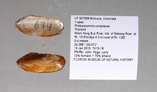 specimen