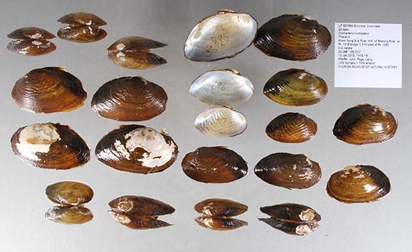 specimen