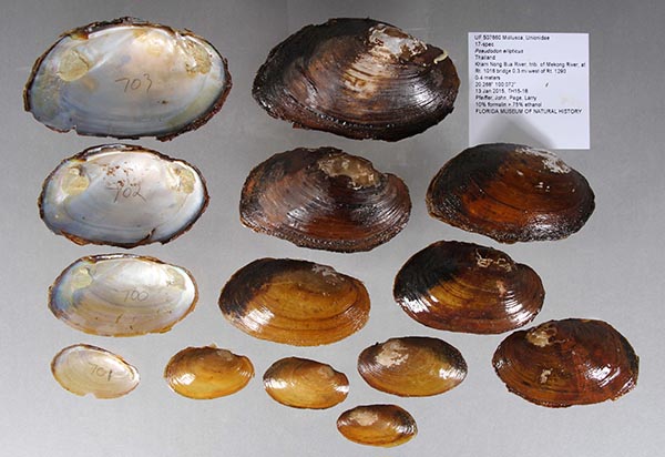 specimen
