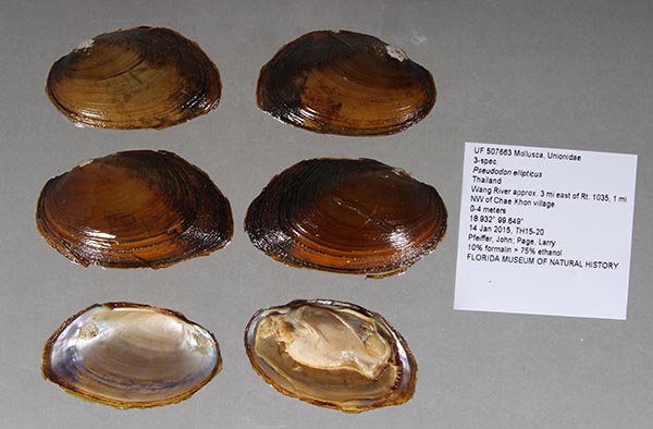 specimen