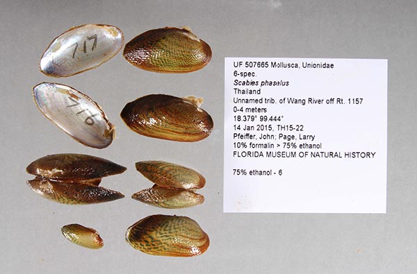 specimen