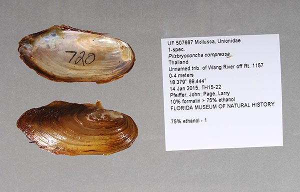 specimen