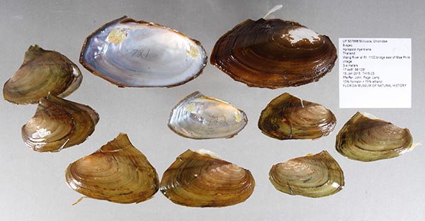 specimen