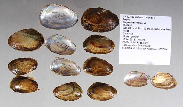 specimen