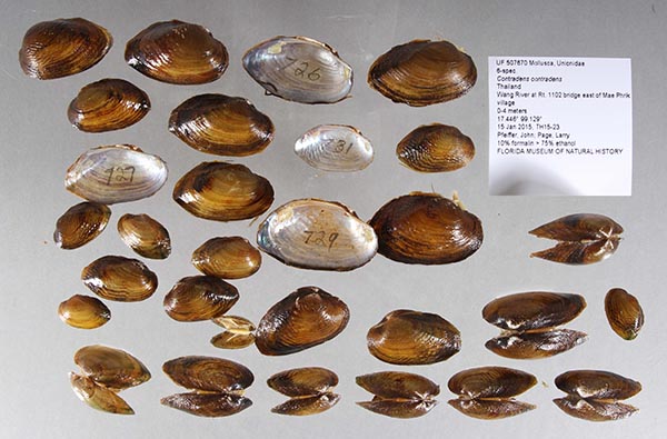 specimen