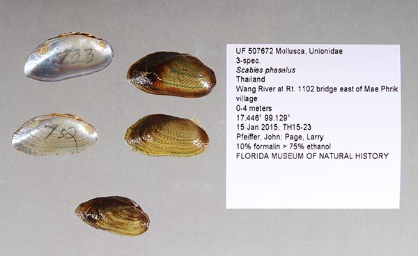specimen