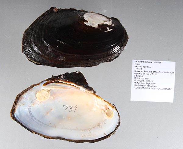 specimen