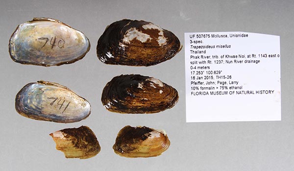 specimen