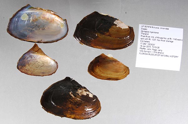 specimen
