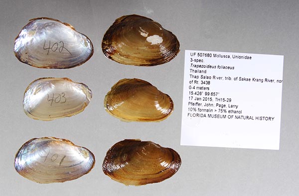 specimen