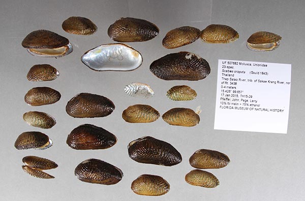specimen
