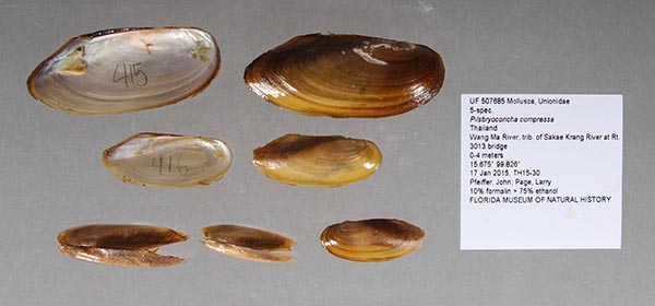 specimen