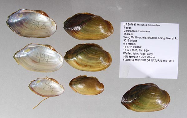 specimen