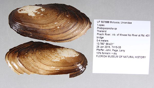 specimen