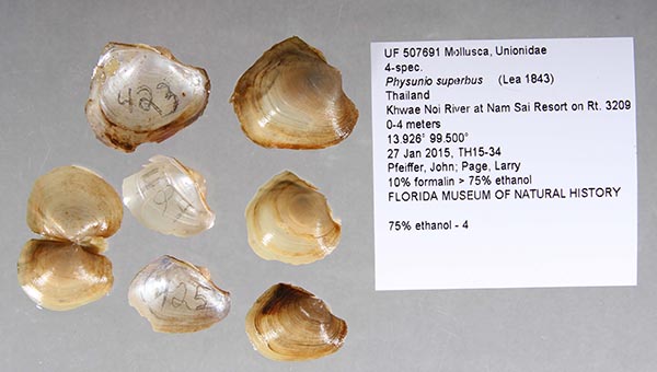 specimen