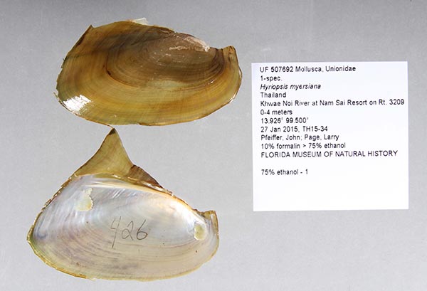 specimen