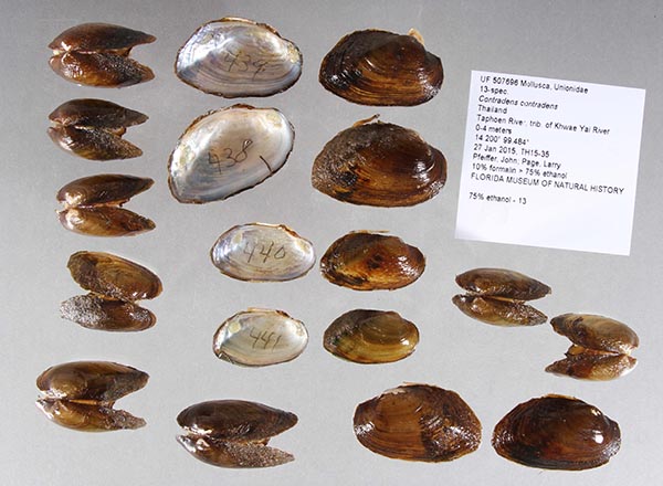 specimen