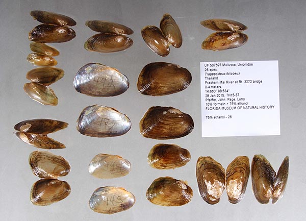 specimen